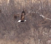 20140316 Eagle 002